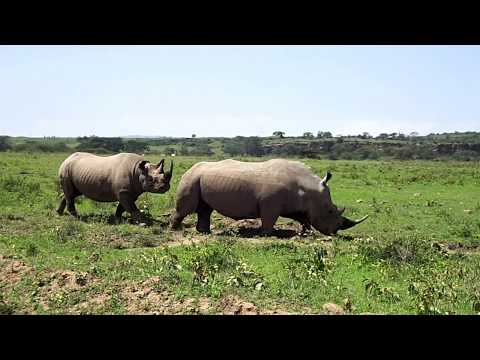 Встреча белого и черного носорогов в Кении. Тайный Меридиан - www.exotravel.ru