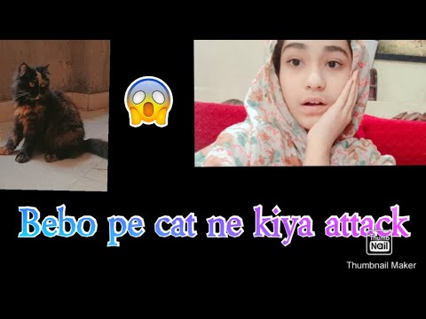 2 vlog. bebo PE cat ne kiya attack
