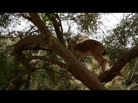 An ibex climbing tree at Ein Gedi oasis