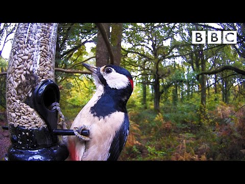 Best of British Wildlife 🦔 1.11.2020 🐿 BBC