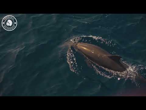 John Castel - Sweetie M. (Official Video Lyrics)