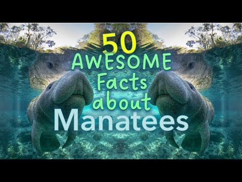 50 Awesome Facts about Manatees for School Projects and Conservation
