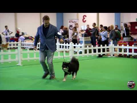 Insubria Winner Circuit 2017 - Finnish Lapphund Specialty