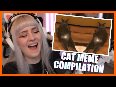 WAS EIN AUF UND AB! 😵😂 Cat Meme Compilation | Reaktion