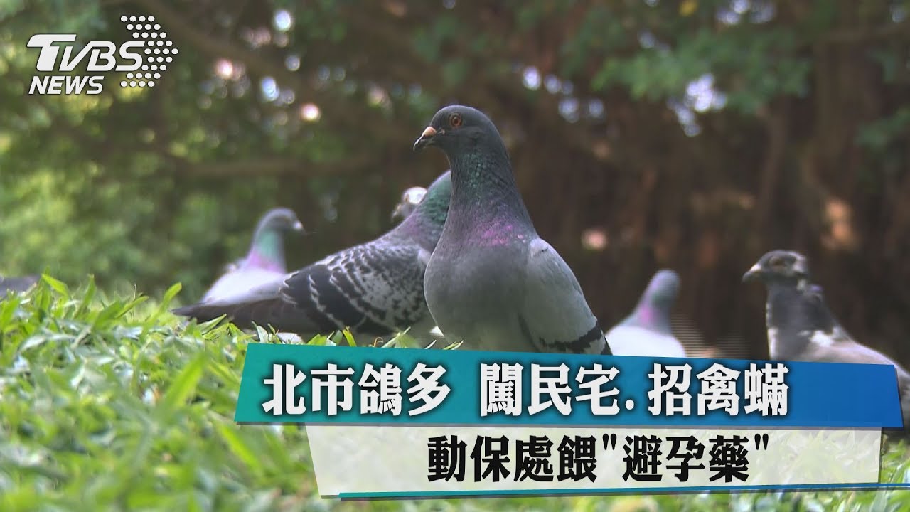 北市鴿多闖民宅、招禽蟎　動保處餵避孕藥