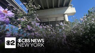 Native plant nursery flourishes amid pollution under bridge in Brooklyn gameplay video by crystallee, 2:08 duration