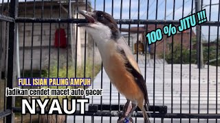 Download lagu cendet gacor JITU ISIAN SUPER MEWAH,, PANCINGAN CENDET AGAR BUNYI bikin BURUNG PENTET GACOR NYAUT mp3