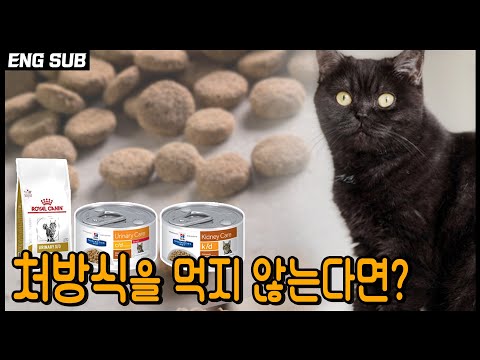 고양이가 처방식 안먹는다면 어떤방법이 있을까?