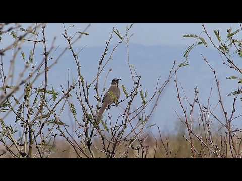 Crissal Thrasher (Toxostoma crissale)