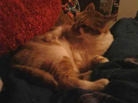 gin gin dance dance 0001