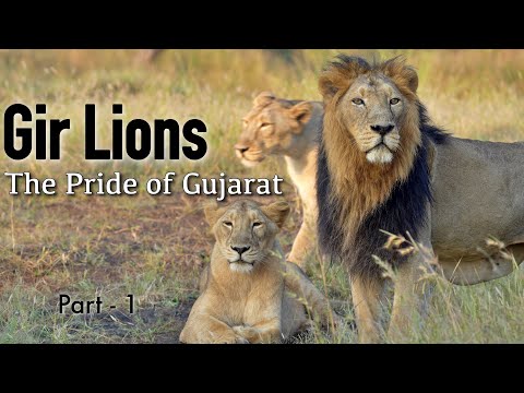 Gir Lions: The Pride of Gujarat | Part 1