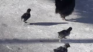 dicen los pollitos pio pio cuando tienen hambre - gallina busca el maiz y el trigo -cancion pollitos