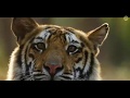 Bandhavgarh National Park And Tiger Reserve Madhya Pradesh MP Tourism