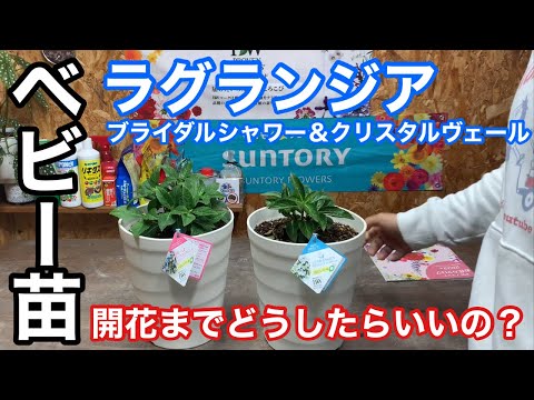 園芸 冬のベール