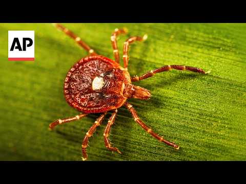 How to protect yourself during tick season