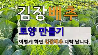 김장배추 토양만들기 이렇게 하면 대박 납니다. # 김장배추  밑거름 넣기.