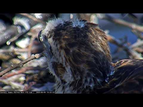 Checking In On The Cornell Hawks Chicks – June 9, 2020