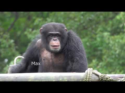 Oct 2019 Tama zoo chimps #7.1