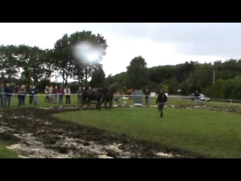 Holsteiner Foal: Stutfohlen von Hengst Limbus !