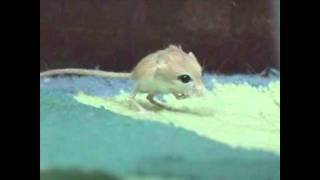 Pepino (Jerboa Dance Version)