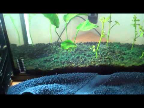 Betta Fishtank cleaning