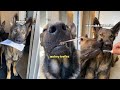 Dogs Get DNA Test