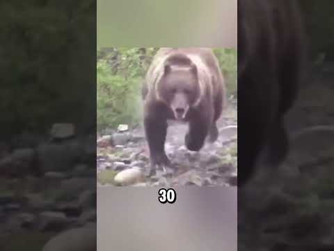 NEVER do these 3 things near a bear!