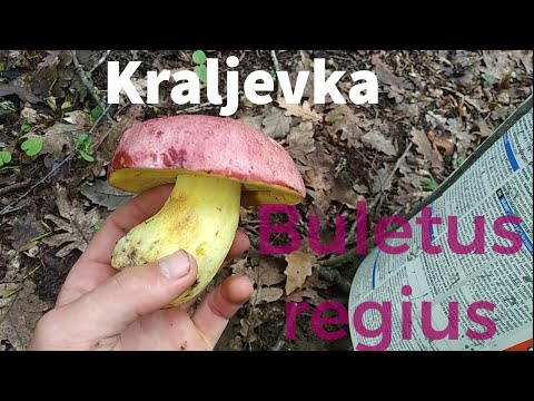 Kraljevka | Boletus regius | Redak i izvrtan vrganj