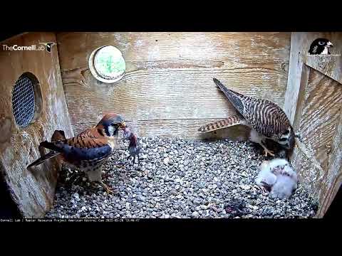 Male Kestrel Arrives With Prey, But Female Busy Feeding Chicks – May 26, 2022