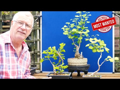 Why this Bonsai is a MUST for your Collection (Ginkgo Biloba)