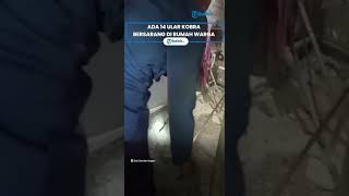 Berita Solo Hari Ini: Bikin Merinding, Ada 14 Ekor Ular Kobra Bersarang di Rumah Warga Sragen