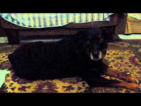 Dodó e seu tapete persa em 30/10/2010