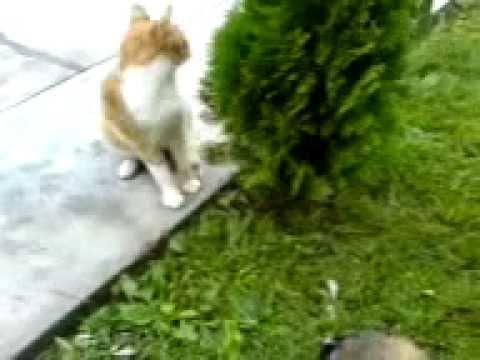 osman versus jan leleasca.3gp