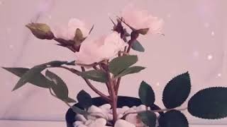 Download lagu ❤💜 Putri ayu ponorogo...tayub..🎤🎤💃💃🎻🎻🎤🎤💜❤ mp3
