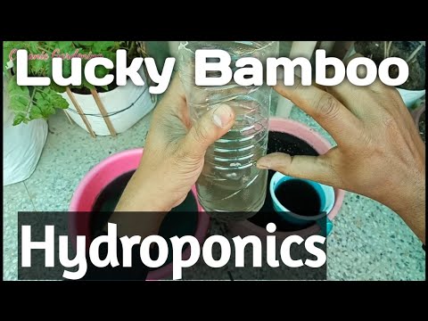How to grow lucky Bamboo Plant in Hydroponics Technique लक्की बेम्बू को हाइड्रोपोनिक तकनीक से उगाये Video