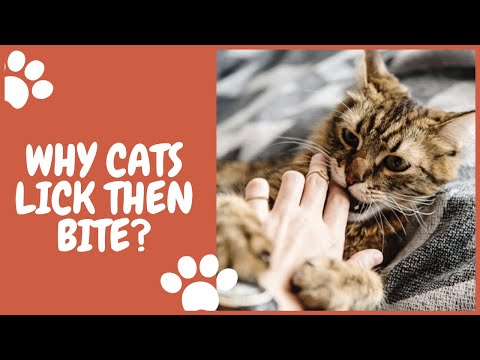 Why does my cat lick me, which feels terrible, then bites that same spot? 😼😼