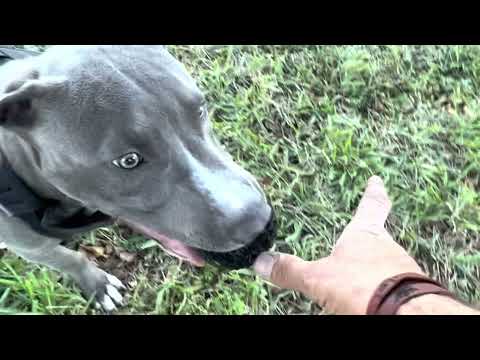 The Pikachu #pitmodel