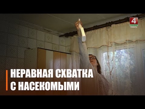 Восы ўзялі гамяльчанку ў палон на некалькі месяцаў видео