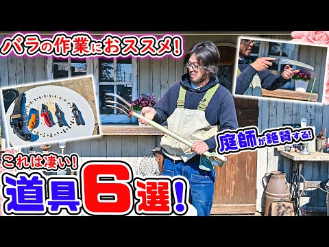 ティーゼル アザミ:ゴシキヒワを庭に誘引するキク科の植物