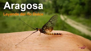 Aragosa, leyenda del rio Dulce