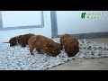Cavapoo dogs for sale: Callie - Video 1