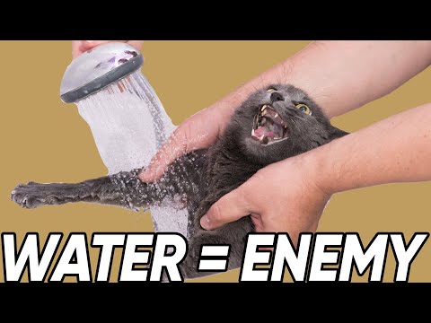 Why Do Most Cats ABSOLUTELY HATE Water?
