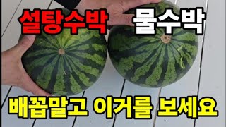 맛있는수박 고를때 5가지를 봐야합니다! (과학전원리 당도검사) #수박고르는방법 #설탕수박고르는법 #수박고르기…