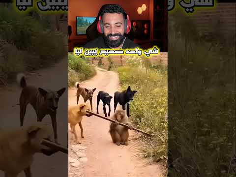 شي واحد صحيح يبين ليا…🤣#ضحك #اكسبلور #shortvideo #shortsviral