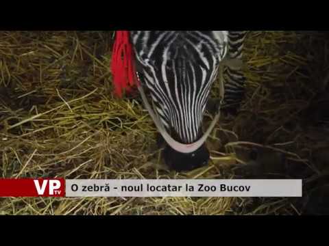 O zebră – noul locatar la Zoo Bucov