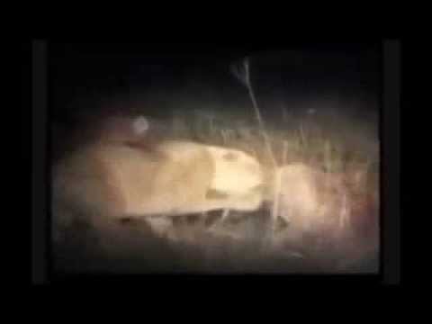 Auslaufmodell - Asphalthyänen