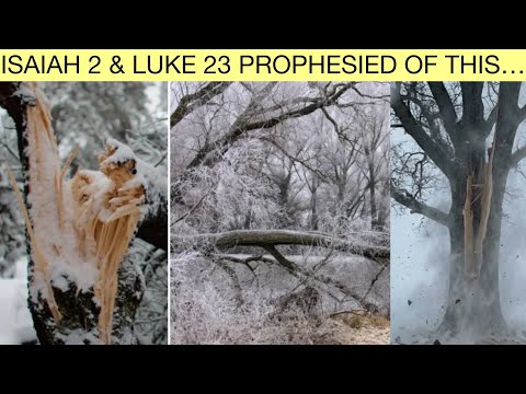 Exploding Trees & Thunder Ice…