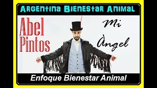 Abel Pintos Mi Ángel (Clip Version Animal)
