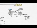 Catalytic Receptor Signaling