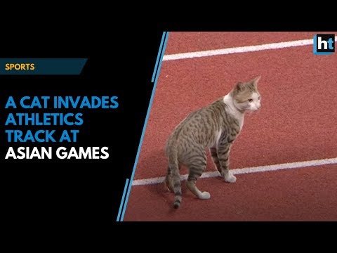 A cat invades athletics track at Asian Games
